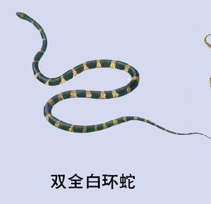 白環蛇 白環蛇