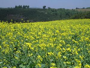 油菜