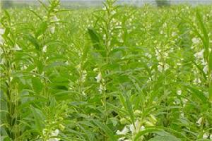 平輿縣白芝麻 平輿縣白芝麻