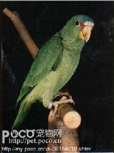 白頂亞馬遜鸚鵡