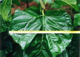 嘉陵20號 嘉陵20號