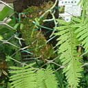 台灣水龍骨 台灣水龍骨