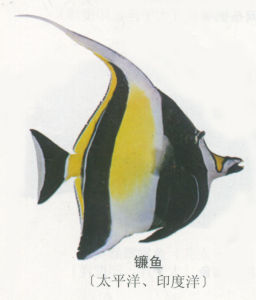 囊鰓魚類 囊鰓魚類