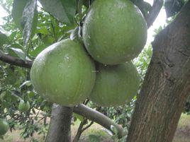 平和琯溪蜜柚 平和琯溪蜜柚