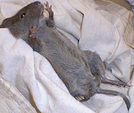 南美原鼠屬 南美原鼠屬