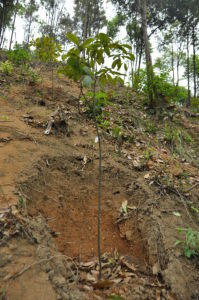 信宜潤楠 信宜潤楠