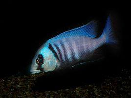 紫水晶[觀賞魚]