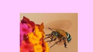 黃黑無墊蜂 黃黑無墊蜂