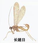 （圖）長翅目