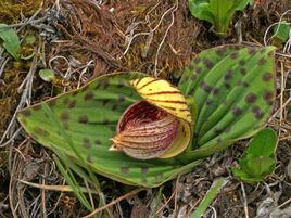 雙葉植物品種 雙葉植物品種