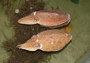 日照金烏賊 日照金烏賊