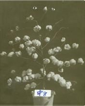 中棉所8號 中棉所8號