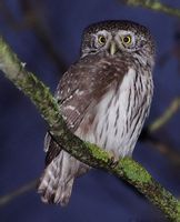 花頭鵂鶹 花頭鵂鶹