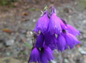 粗齒紫晶報春 粗齒紫晶報春