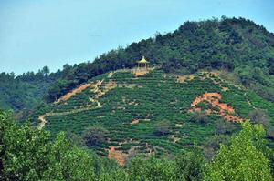 商南茶園 商南茶園