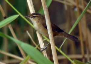 水蒲葦鶯