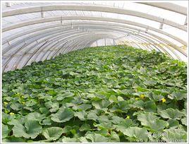 天然溫室 天然溫室