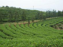 公司茶業基地