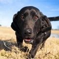 拉布拉多尋回犬