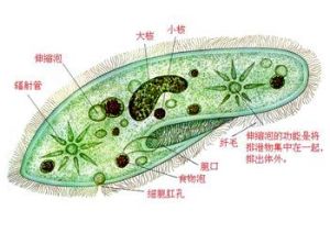 草履蟲屬 草履蟲屬