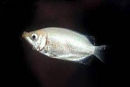 三星鬥魚 三星鬥魚