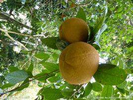 博白大果油茶 博白大果油茶