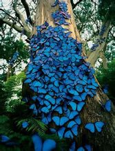 藍閃蝶