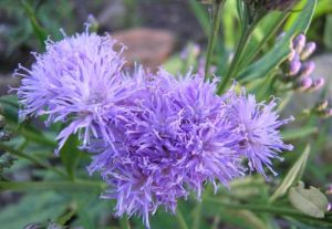 桑葉風毛菊 桑葉風毛菊