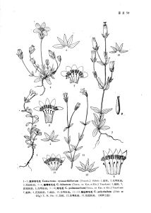皺邊喉毛花 皺邊喉毛花