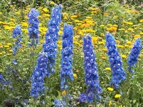 小瓣翠雀花 小瓣翠雀花