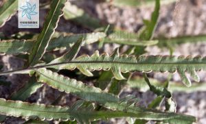 海南鳳尾蕨 海南鳳尾蕨
