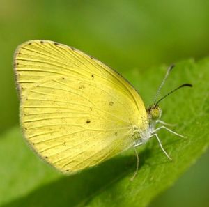 無標黃粉蝶 無標黃粉蝶