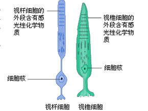 感光細胞 感光細胞