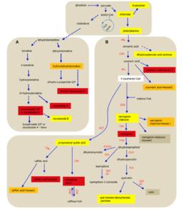 代謝途徑 代謝途徑