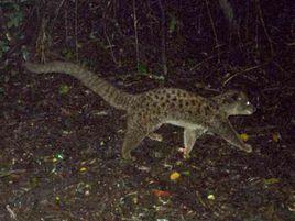大斑靈貓 大斑靈貓