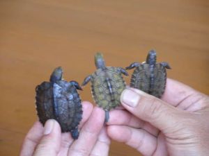 艾氏擬水龜（左）、黃喉擬水龜（中）、廣西擬水龜（右）