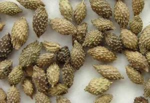 蒼耳子散 蒼耳子散