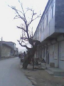 穆三撥村明代古槐