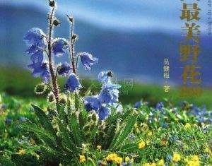雜毛藍鐘花 雜毛藍鐘花