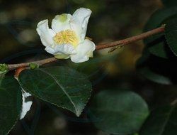 鈍葉短柱茶 鈍葉短柱茶