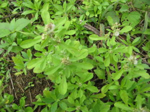 腺毛蒿系 腺毛蒿系