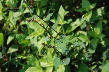 刺蒴麻族 刺蒴麻族