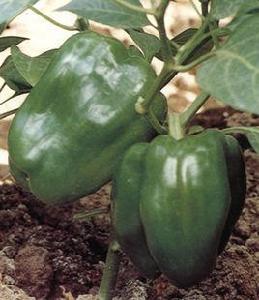 中椒2號 中椒2號