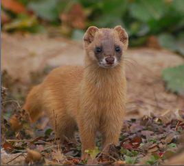 黃鼠狼[哺乳綱動物]