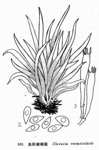 蟲形珊瑚菌 蟲形珊瑚菌