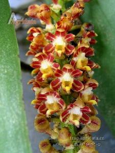 大葉寄樹蘭 大葉寄樹蘭