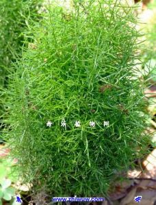 具刺非洲天門冬