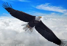 鷹的精神 鷹的精神