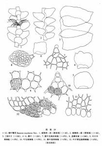 瘤葉鞭苔 瘤葉鞭苔
