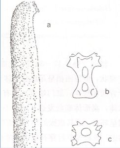 紅腹海參 紅腹海參
